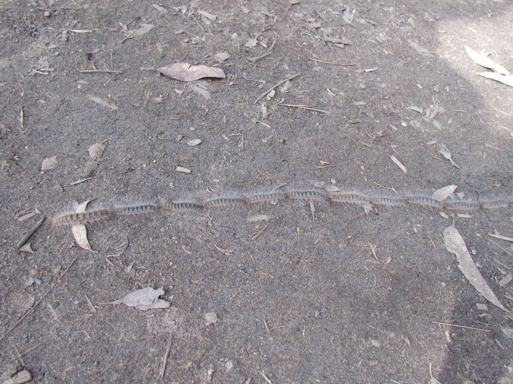 Caterpillars-in-Line-ManlyDam-20April2014 017_reduced