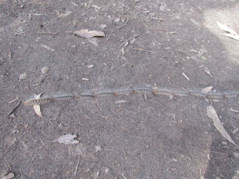 Caterpillars-in-Line-ManlyDam-20April2014 017_reduced