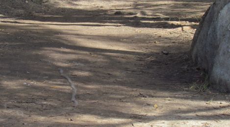 Caterpillars-in-Line-ManlyDam-20April2014 020_trun