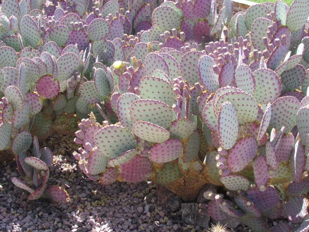 Grand Canyon, cactus, and Arizona skies