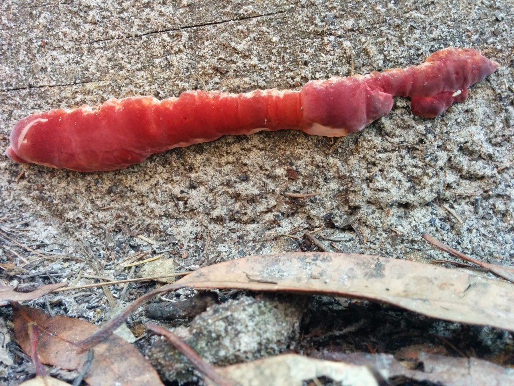 Worm or fungus?