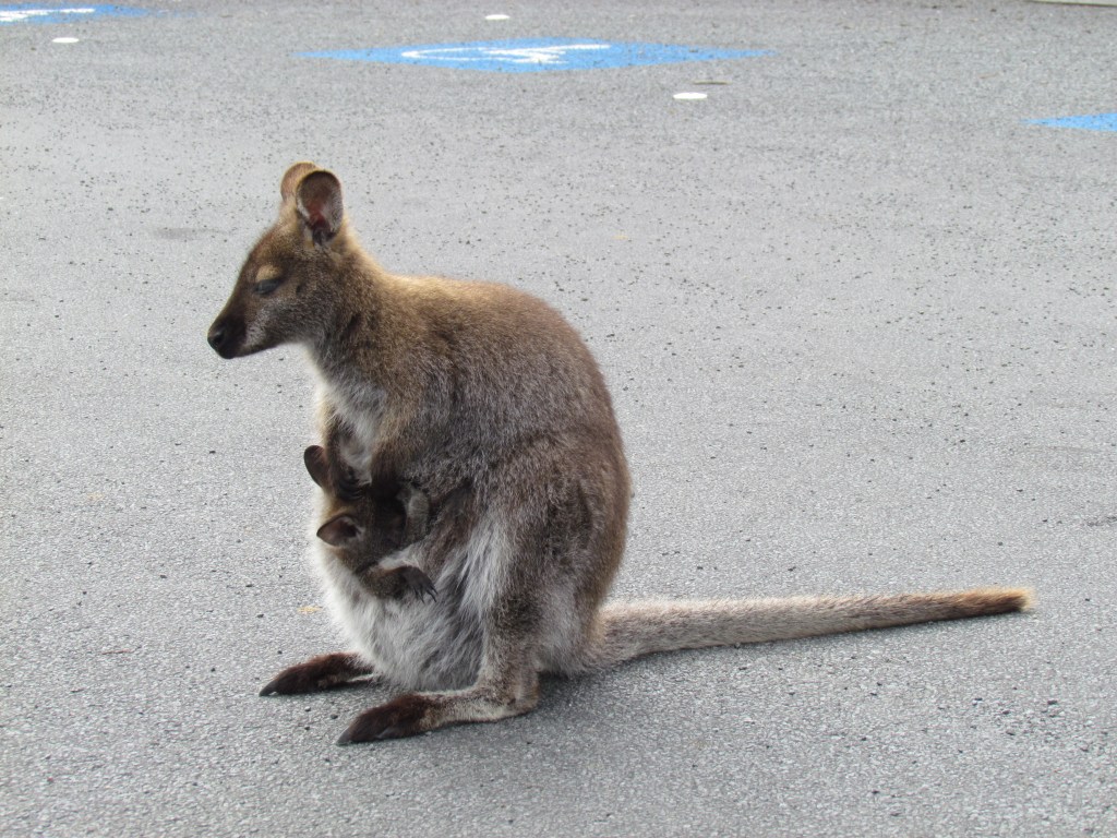 Bennetts Wallaby with joey in pouch
