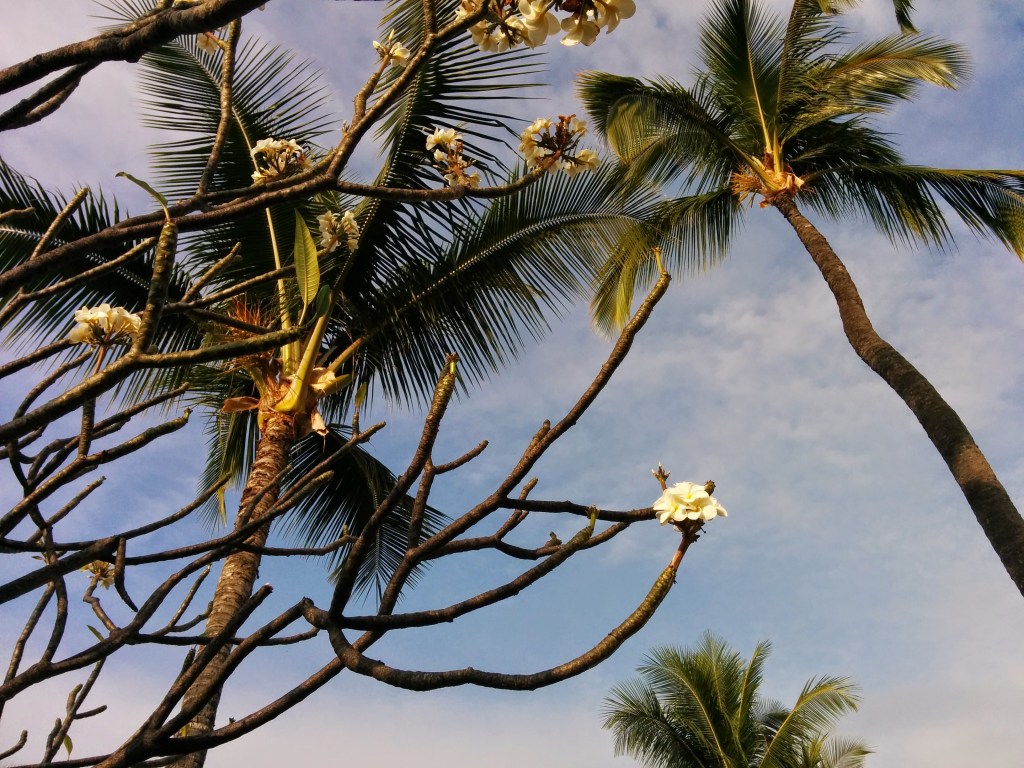 Frangipani