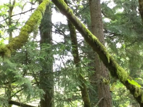 Moss in Washington park