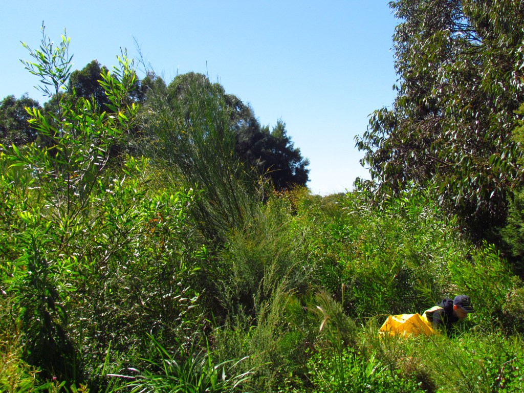 Bush conservation in Sydney Park