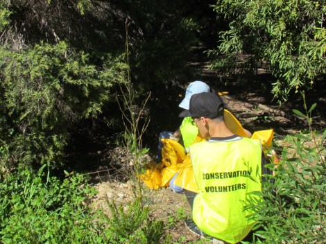 Bush conservation outfit