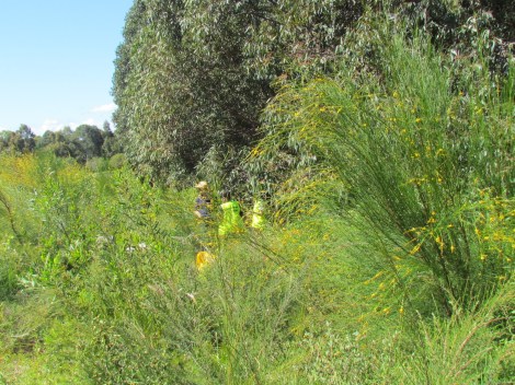 Bush conservation in Sydney Park