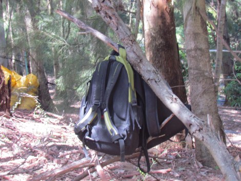 Bush conservation in Sydney Park
