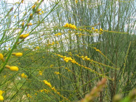 Yellow-flowered bush