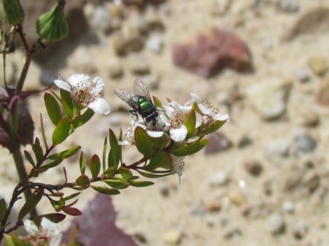 Colourful fly enjoying tea tree nectar