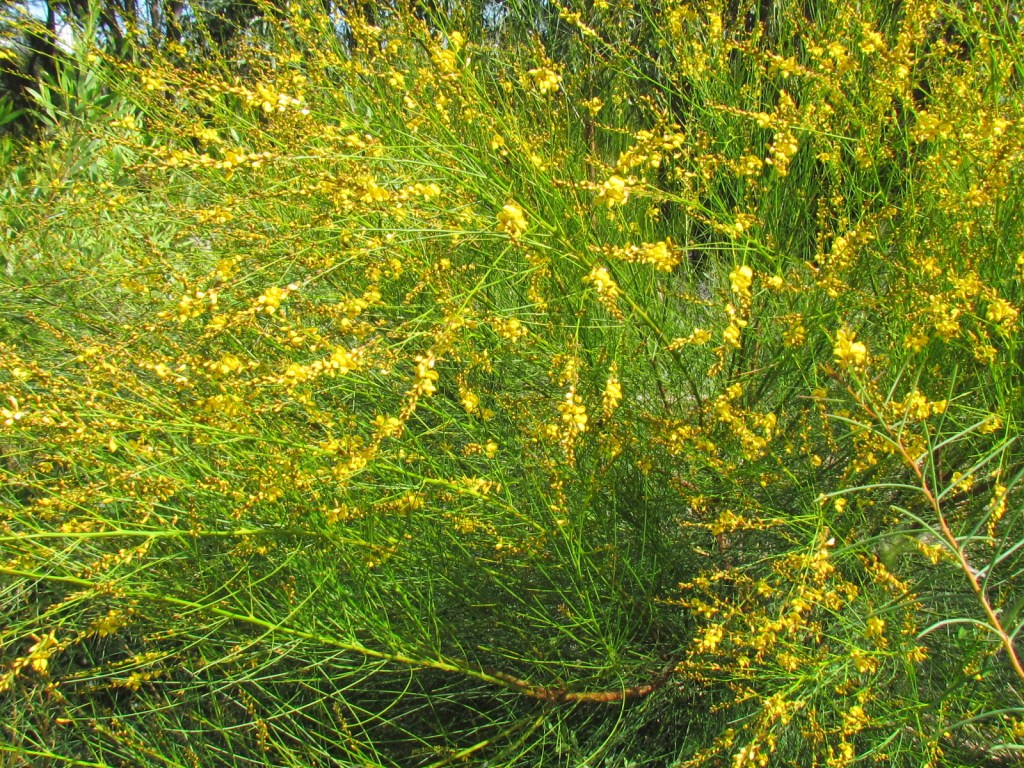 Yellow-flowered bush