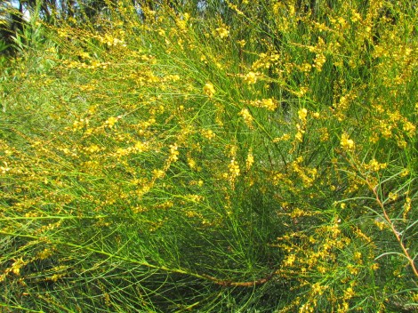 Yellow-flowered bush