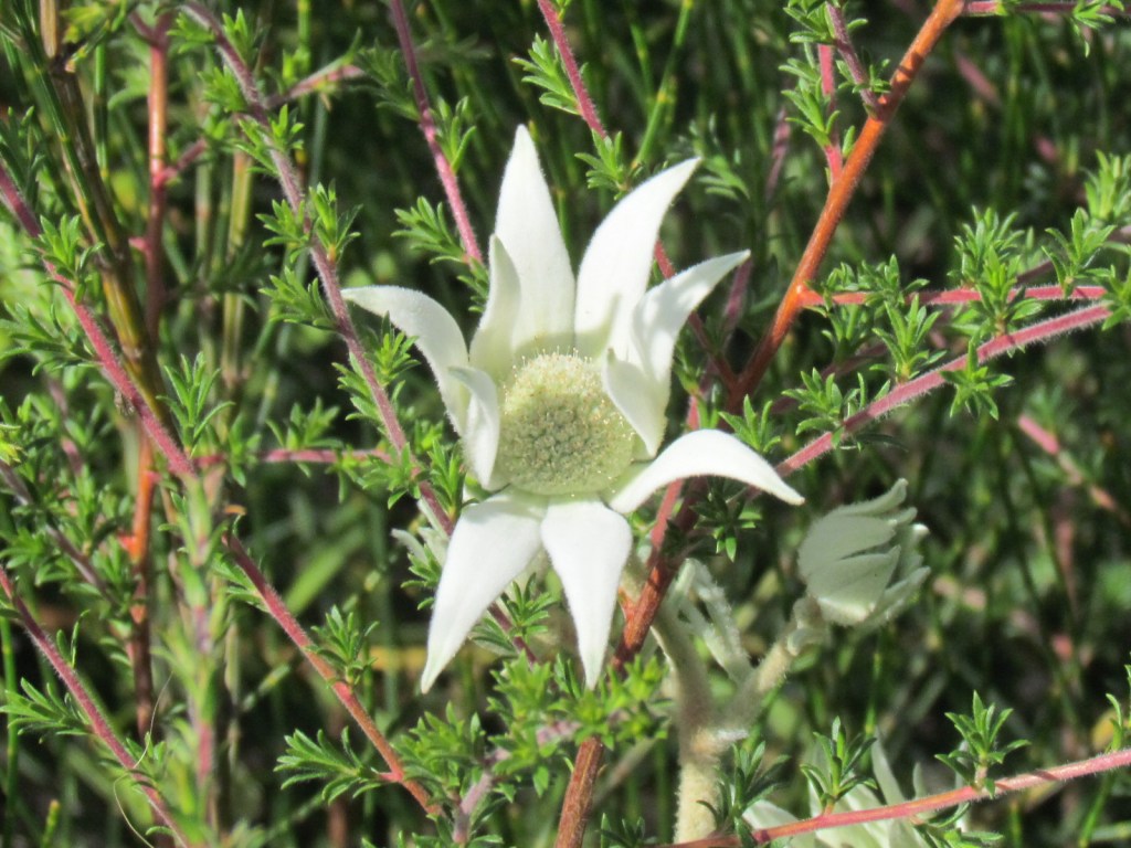 White daisy-like flower