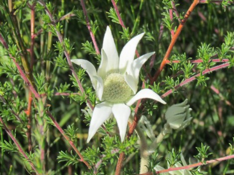 White daisy-like flower