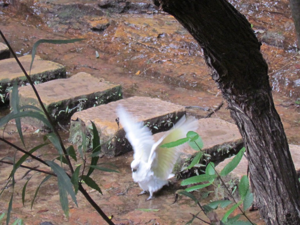 Cockatoo at Wentworth Falls