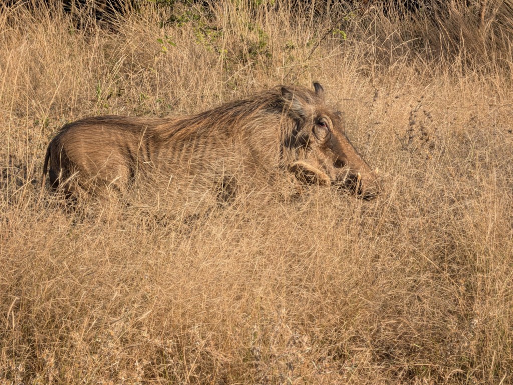 Hoedspruit predators and&nbsp;pretties