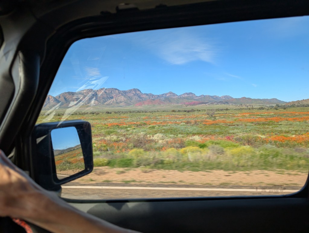 Flowers in the Flinders Ranges